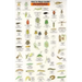 Mac's Field Guides: Northwest Garden Bugs