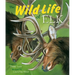 The Wild Life of Elk
