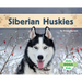 Siberian Huskies