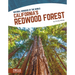 California's Redwood Forest