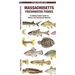 Massachusetts Freshwater Fishes: A Folding Pocket Guide to Native and Introduced Species