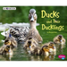 Ducks and Their Ducklings: A 4D Book