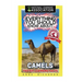 Everything You Should Know About: Camels