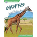 Giraffes