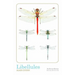 Libellules