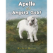 Apollo the Angora Goat