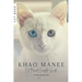 Khao Manee: Cat Breed Complete Guide