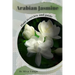 Arabian Jasmine: Plant overview and guide