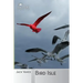 Bird Isle
