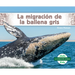 La Migración de la Ballena Gris (Gray Whale Migration)