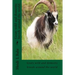 Goats wild and domestic breeds around the world.: Goat breeds