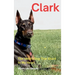 Clark: The Velcro Dog That Stuck to My Heart