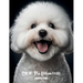 Chloe The Bichon Frise Coloring Book