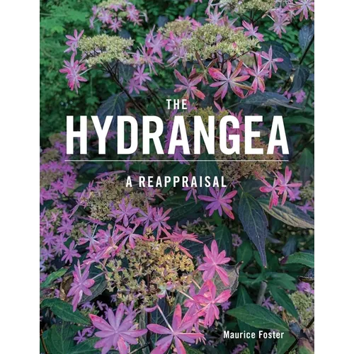 The Hydrangea: A Reappraisal