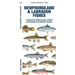 Newfoundland & Labrador Fishes: A Folding Guide to Native and Introduced Freshwater Species
