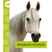 Arabian Horses