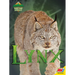 Lynx