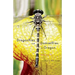 Dragonflies and Damselflies of Oregon: A Field Guide