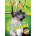 Caribou