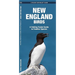 New England Birds