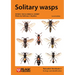 Solitary wasps