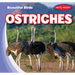 Ostriches