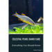 Celestial Pearl Danio Care: Everything You Should Know