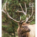 Elk