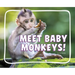 Meet Baby Monkeys!