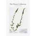 The Flower Collection