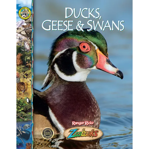 Ducks, Geese and Swans