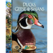 Ducks, Geese and Swans