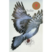 Pigeon