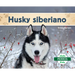 Husky Siberiano (Siberian Huskies)