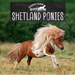 Shetland Ponies