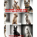 50 Most Loved Dog Breeds: Photos & Fun Facts