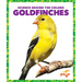 Goldfinches