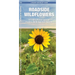 Roadside Wildflowers: An Introduction to Familiar North American Species