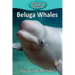 Beluga Whales