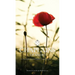 Chaplains of ANZAC: New Zealand's fallen Chaplains of the Great War