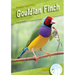 Gouldian Finch