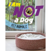 I Am Not a Dog: Pet Animals