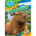 Capybaras
