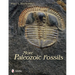 More Paleozoic Fossils
