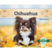 Chihuahuas (Spanish Version)