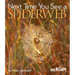 Next Time You See a Spiderweb