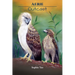Aerie: Outcast