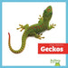 Geckos