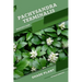 Pachysandra terminalis: Shade plant Beginner's Guide