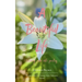 A Beautiful Life